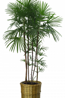 Високата папрат перфектно ще украси интериора