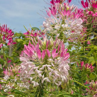 White-pink Cleoma
