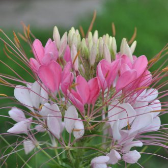 Cleoma champagne spray