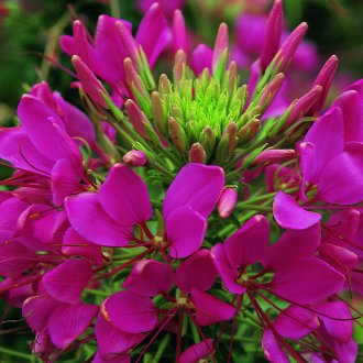Cleome's bloom