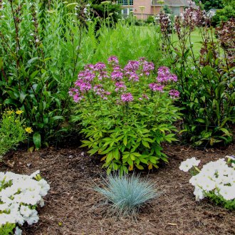 Cleoma in the country