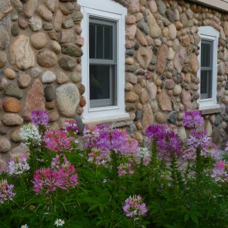 Cleoma in front of the house
