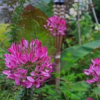 Cleoma in the open ground