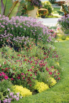 Cleoma in landscape design