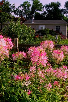 Cleome planting