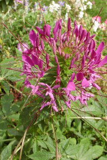 Cleoma in the garden
