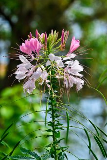 Cleome care