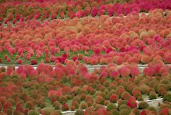 Flowering cochia