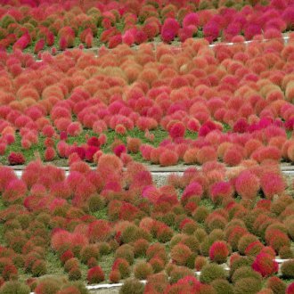 Цъфтяща кохия