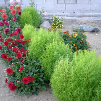 Кохия в страната