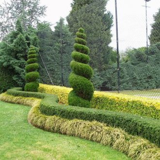 Фигура от кохия