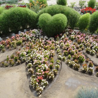 Кохия гъсто цъфтяща