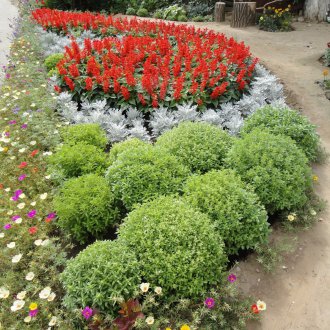 Цветно легло на кохии