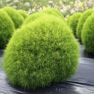 Лятна кипарис