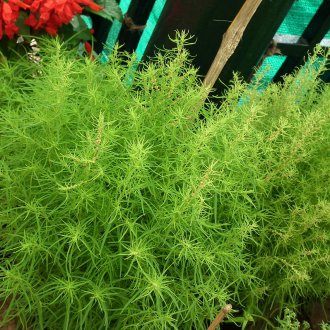 Кохида нефрит