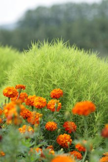 Засаждане на кохия