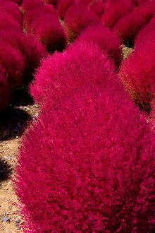 Лилава кохия