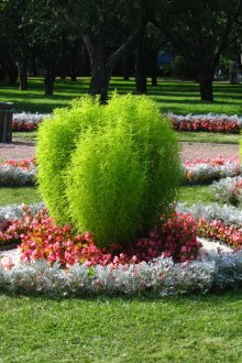 Кохия в градината