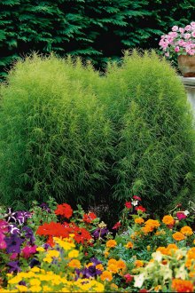 Градинска кохия