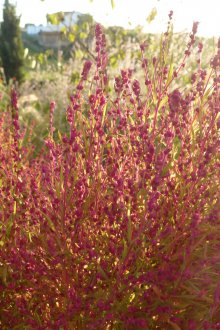 Кохия шестцветна