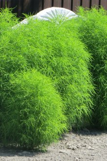 Метла Кохия