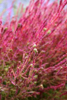 Кохия космат