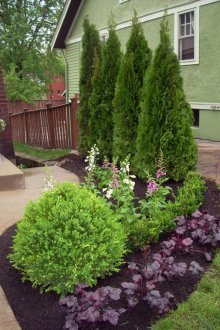 Отглеждане на Kohii