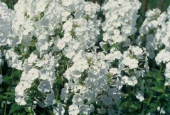 White phlox