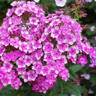 Лилав флокс