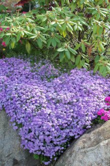 Флокс на алпийски хълм