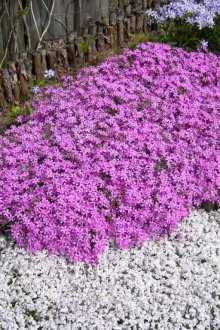 Флокс в ландшафтен дизайн