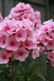 Панически флокс