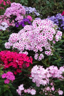 Флокс многогодишен