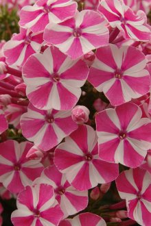 Флокс ментов обрат