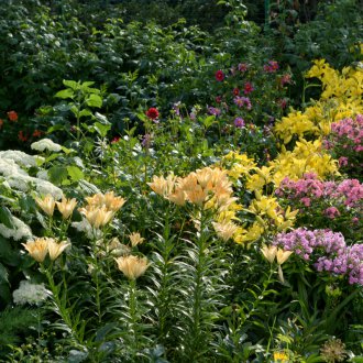 Поливане флокс