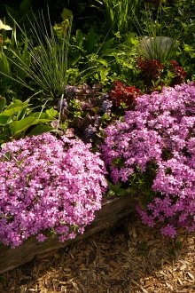 Градински флокс