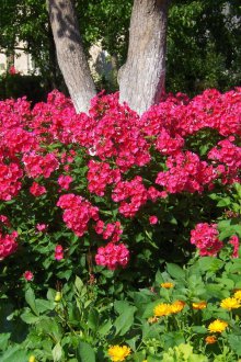 Грижа за флокс