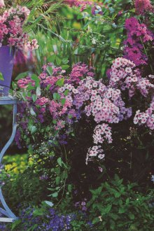 Отглеждане на флокс