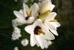 Ixia White