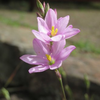 Цъфтяща иксия