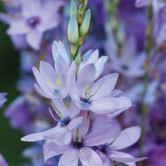 Ixia Blue Rose