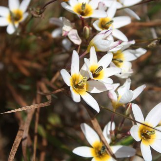 Иксия Монаделф