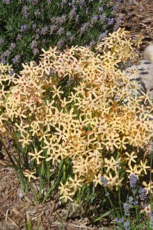 Иксия Паникулата Еос