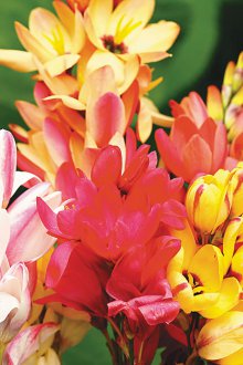 Ixia поливане