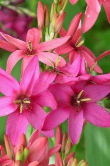 Кацане Иксия