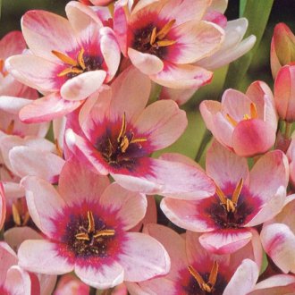 Розова иксия