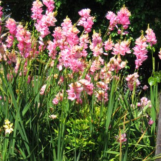 Иксия в градината