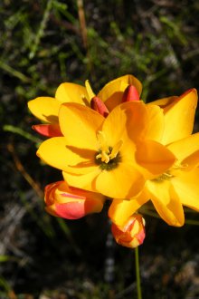 Отглеждане на Ixia