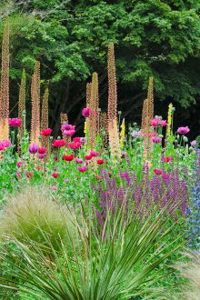 Еремур в ландшафтен дизайн