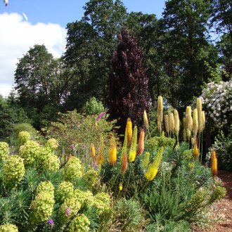 Поливане Еремур